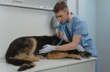 Recife abre seleção simplificada para veterinários 2021.