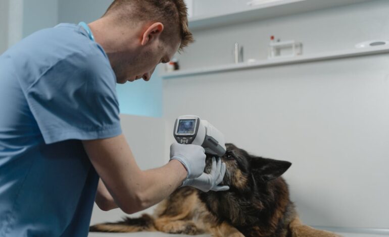 Recife abre Seleção Simplificada para o Hospital Veterinário 2025.