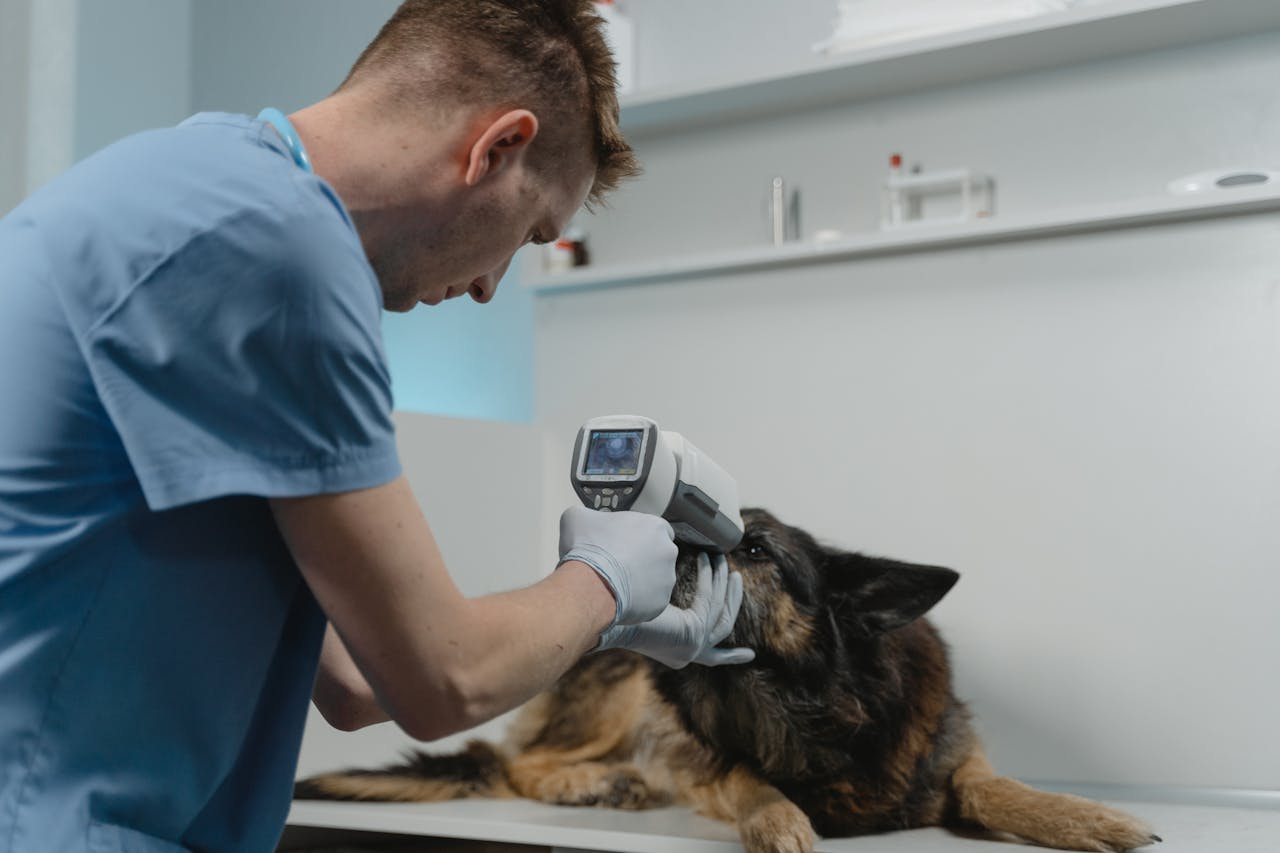 Recife abre Seleção Simplificada para o Hospital Veterinário 2025.